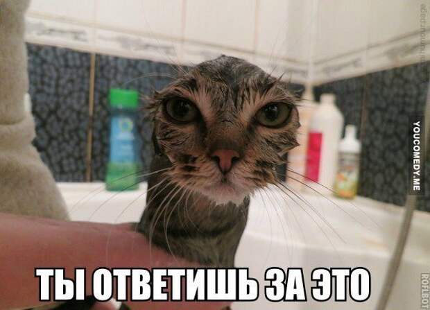 Картинки с забавными подписями
