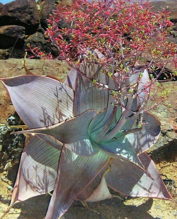 aloe karasbergensis невероятное, растения, удивительное, факты, флора