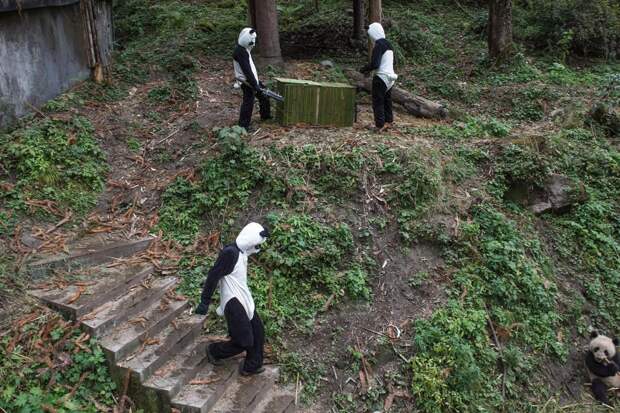 Ясли для панд в провинции Сычуань