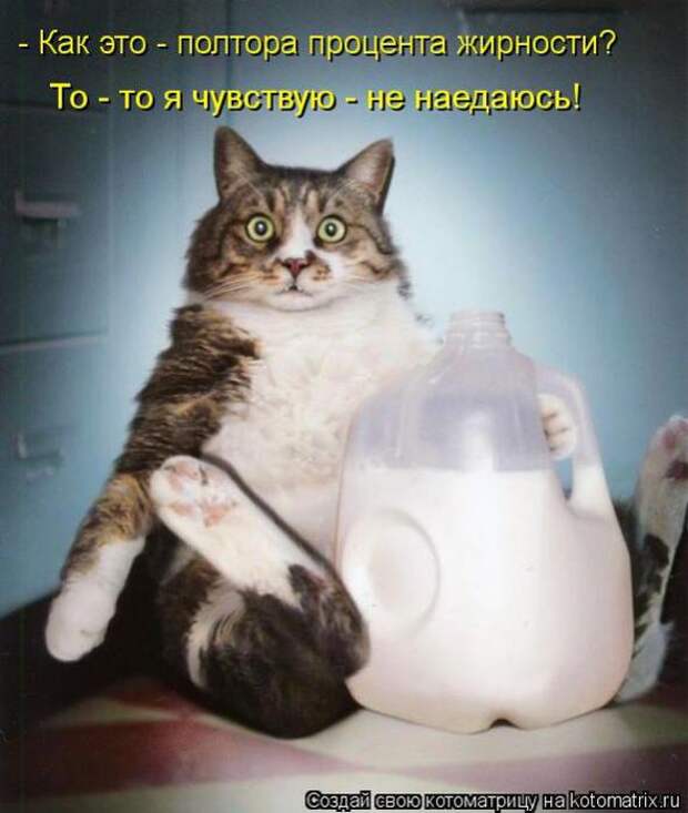 Котоматрицы(картинки с надписями)