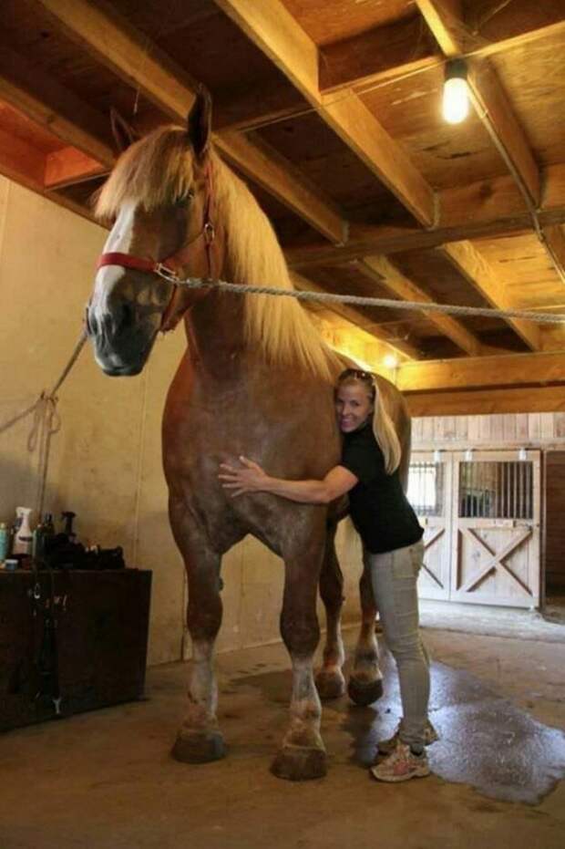 Big Jake рекордсмен по росту среди лошадей