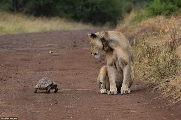 Эй, приятель! Фото животный мир, встреча, животные, заповедник, кения, львица, найроби, черепаха