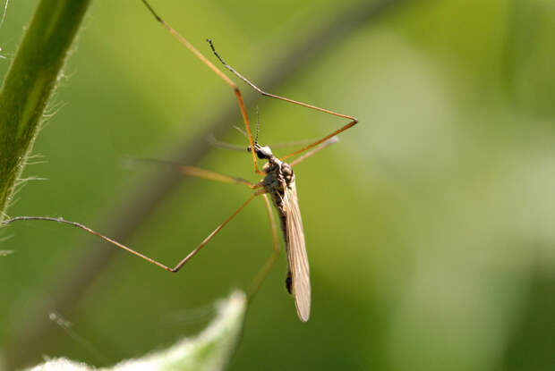 Европу захватывают комары-переносчики лихорадки денге