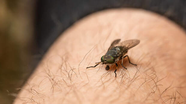 В Центральной России из-за теплого марта появились слепни