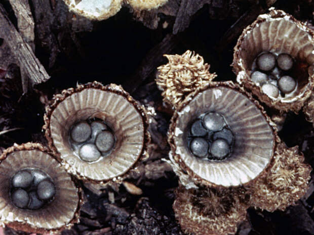 8. Гриб – птичье гнездо (Cyathus Striatus) грибы, природа, факты