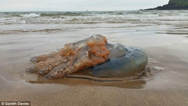 На пляжах Британии - нашествие гигантских медуз! великобритания, медузы, противно, уэльс