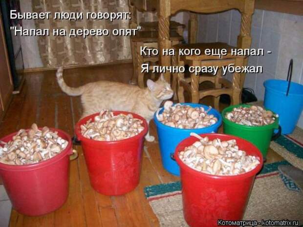 Лучшие котоматрицы недели (50 фото)
