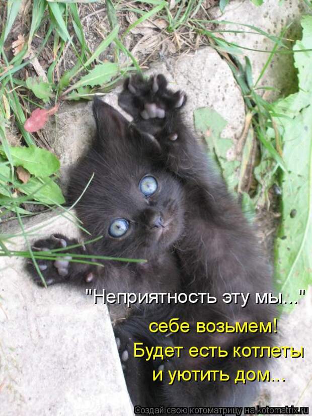 Котоматрица: "Неприятность эту мы..."  себе возьмем! Будет есть котлеты и уютить дом...