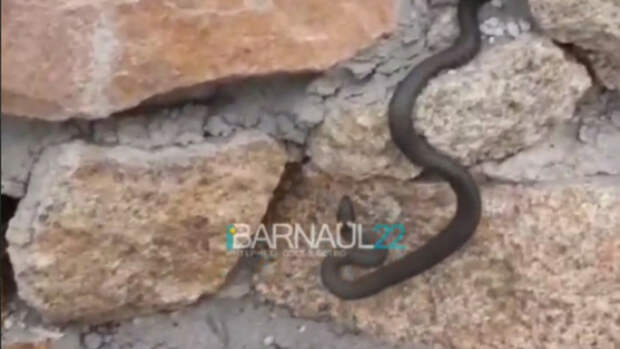 Барнаульцы на Речном вокзале увидели змею