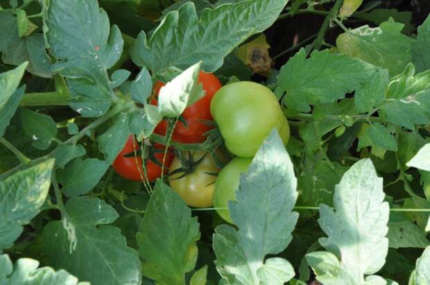 Страшную фитофтору уничтожила... медной проволокой и получила огромный урожай помидоров!