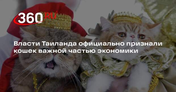 Власти Таиланда официально признали кошек важной частью экономики