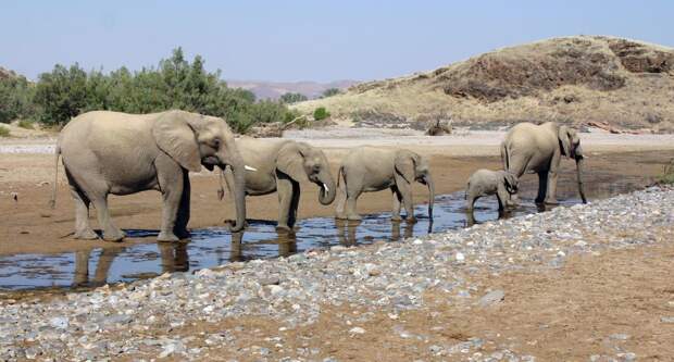 Национальный парк Берег скелетов в Намибии (Skeleton Coast Park)