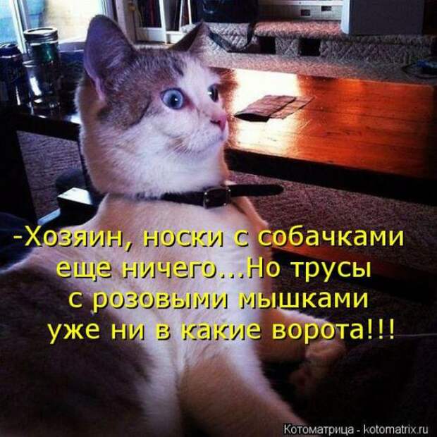 Котоматрицы(картинки с надписями)