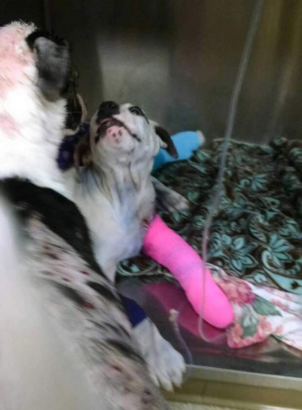 rescue-dog-comforts-pup-surgery-sammie-simon-7