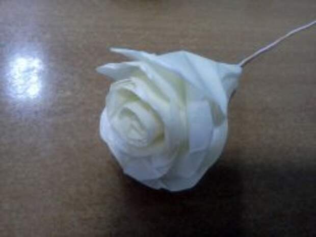 rosa_iz_scotcha_08