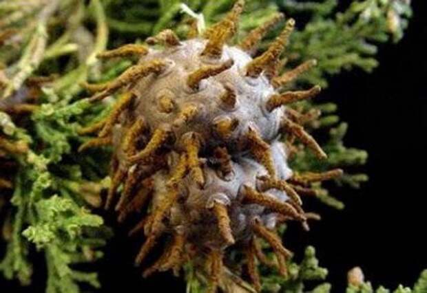 creepyplants37 Самые жуткие растения