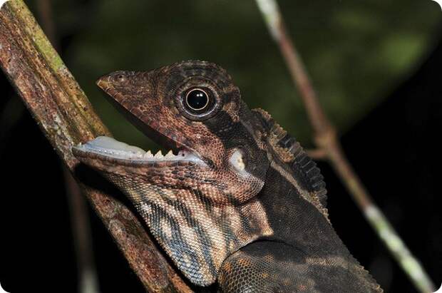 Гоноцефал большой (лат. Gonocephalus grandis)