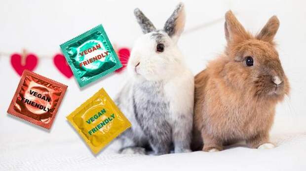 Удачный стартап из рейтинга Forbes - презервативы для веганов