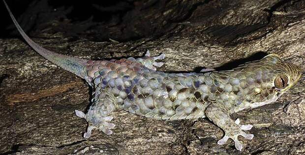 На Мадагаскаре обнаружен новый вид геккона с необычной чешуей