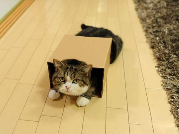 Фотографии замечательного кота Мару.
