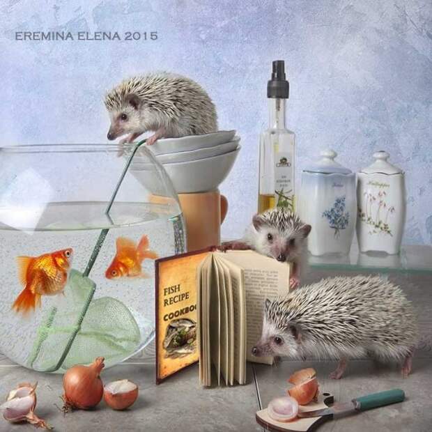 Очаровательные ёжики Елены Ерёминой (20 фото)