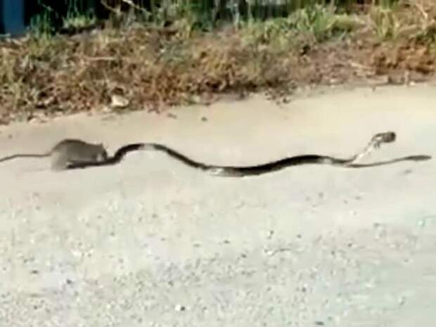 мама крыса спасла своего детёныша, крыса спасла детёныша от змеи, крыса напала на змею спасла детёныша