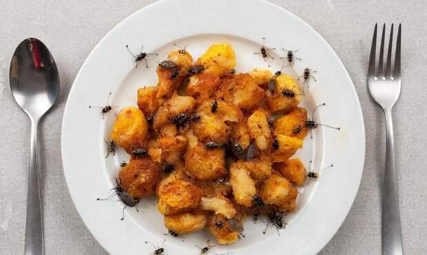 Что произойдет с организмом, если каждый день есть насекомых