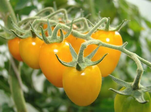 Гибридные томаты характеризуются высокой скоростью созревания и дают максимально ранний урожай