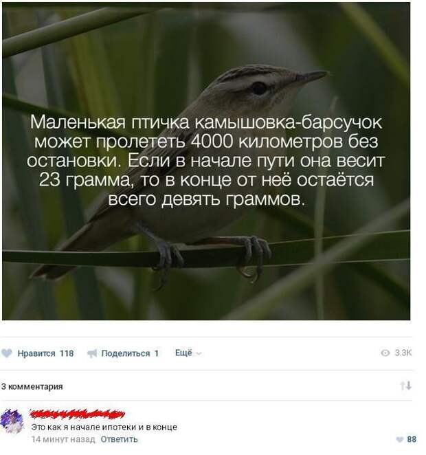 Картинки, юмор, приколы