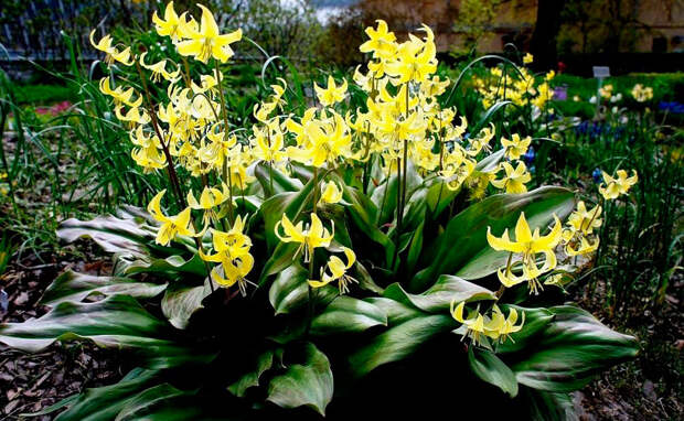 Многолетний садовый цветок Эритрониум (Erythronium)