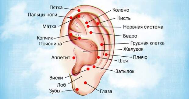Вот как правильно делать массаж ушей