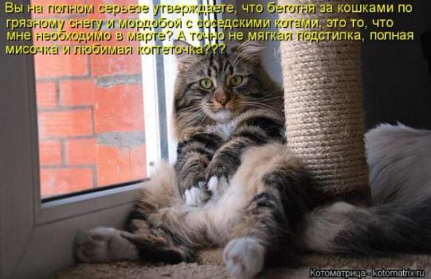Котоматрицы(картинки с надписями)