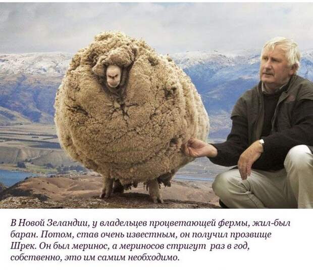 Необычная история барана по кличке "Шрек" (10 фото) Необычная история барана по кличке "Шрек" (10 фото)