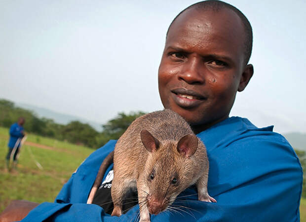 Африканские сумчатые крысы - одни из самых больших в мире, но они не боятся людей и никогда не нападают на них.
