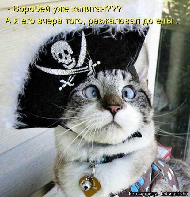 Лучшие котоматрицы недели (50 фото)