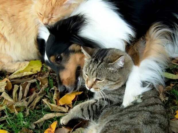 Кот и пёс  кот, кошка, пёс, собака