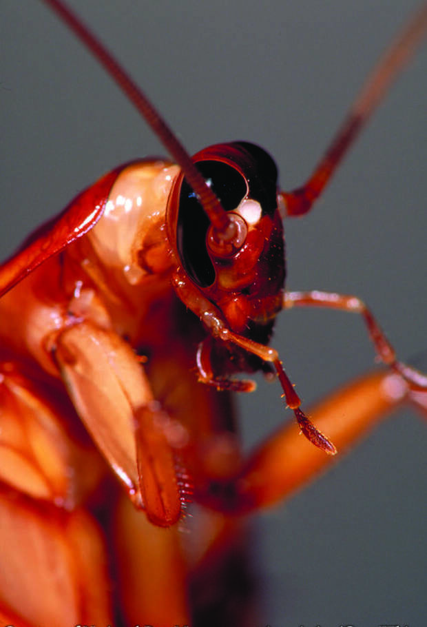 Тараканы весьма существенно влияют на Землю. Дело в том, что все насекомые, включая и огромное количество тараканов, выделяют в воздух около 20% метана, который ученые называют основной причиной глобального потепления интересное, тараканы, факты, фауна
