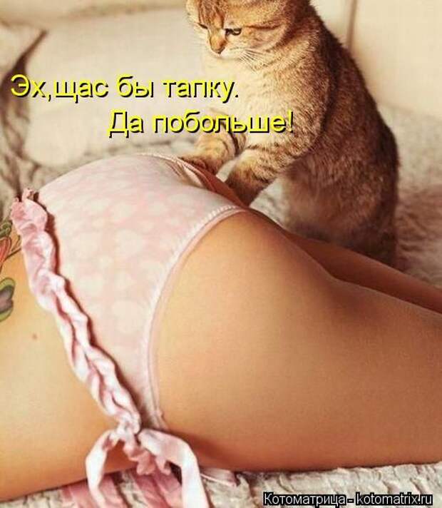 Котоматрицы