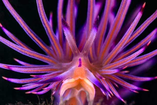 Конкурс подводной фотографии Ocean Art 2019