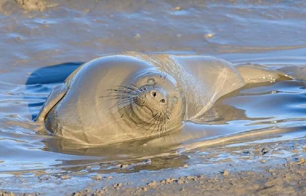 Тюленю так мало для счастья надо - лишь лужица грязи Донна Нук, великобритания, грязь, животные, заповедник, тюлень, фото