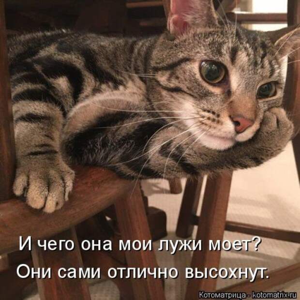 Новая котоматрица на Бугаге (33 фото)