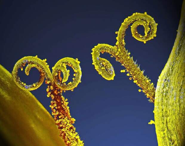 20 работ с конкурса микрофотографии Nikon Small World 2018