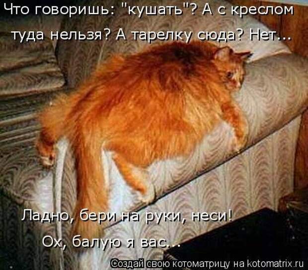 Лучшая котоматрица недели (16 фото)