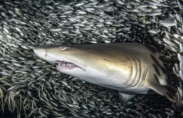 акулы_8