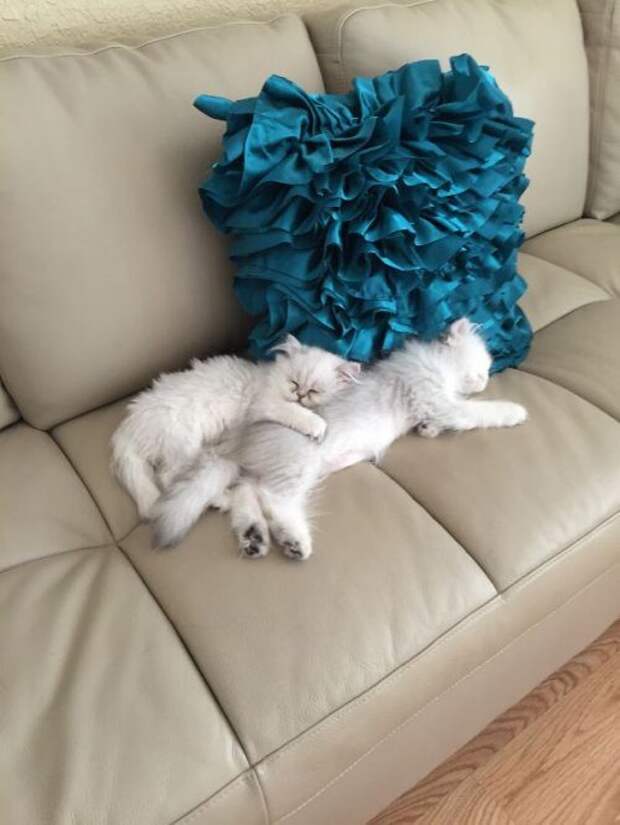 Спящие котята