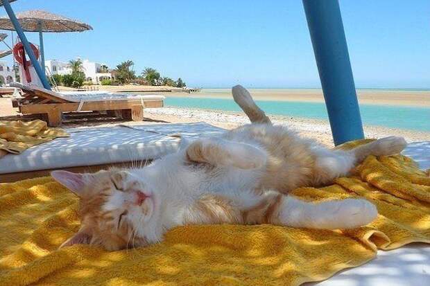 Морские котики) Морские котики)