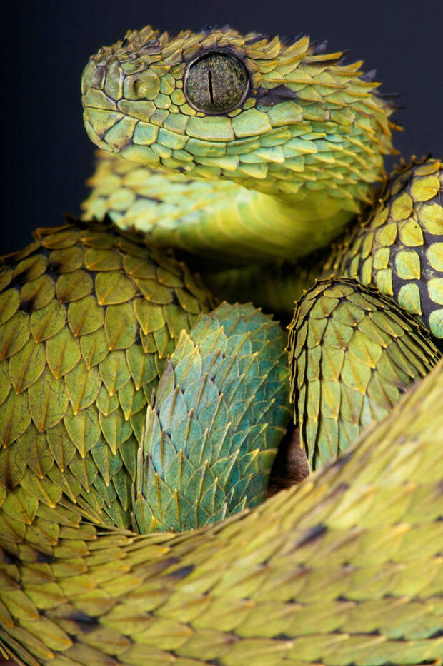Колючая кустарниковая гадюка (лат. Atheris hispida)