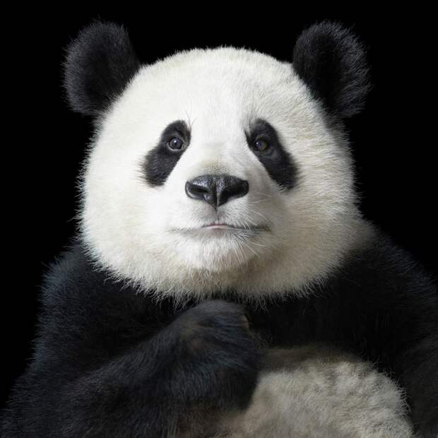 Большая панда по имени Я Юн, что в переводе на русский означает «элегантная», в центре исследования больших панд в Чэнду. Центр успешно размножил 120 больших панд из шести особей, спасённых в 1987 году. животные, портрет