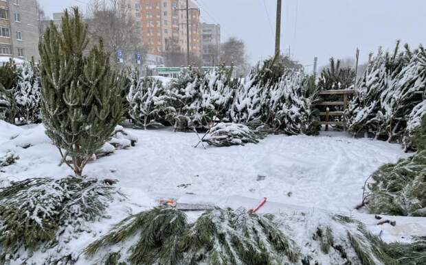 Съедят животные: рязанцам рассказали, куда можно утилизировать ёлки