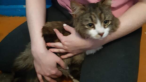 В Нижегородской области спасли запертого в подвале кота